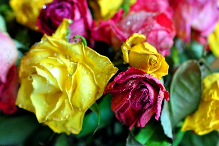 Art of the Day: 'Yellow Pink And Red Rose's'. Buy at: ArtPal.com/AndyEvansPhoto…