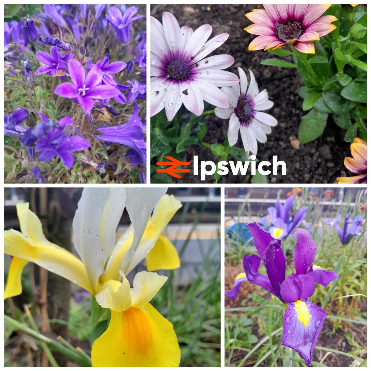 Hope you have a lovely East Suffolk weekend! A look at the stunning colours and new flowers just planted at @greateranglia #Ipswich station memorial garden.