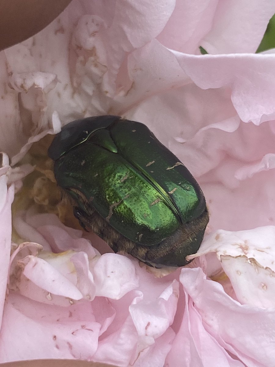 First Rose Chafer of the year 💚