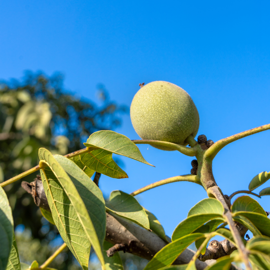 Did you know that 99% of walnuts in the U.S. are grown right here in California? From the orchard to your plate, these nuts bring a taste of the Golden State to your table! 🌳 #CAGrown #NationalWalnutDay @cagrownofficial