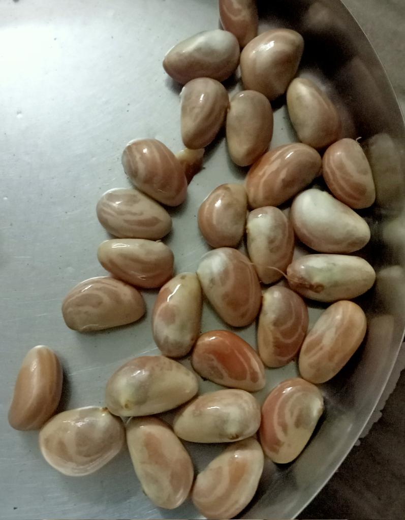 Ravindra91019's tweet photo. Vinte bharatham vinali 

Thinte #Panasa ne thinali 😋

First time fruit motham pedda panasa kayaa #100rs ki svayamga koyadam😍  long tiring journey lo thevadam. But it's all worth it.

Finally kosesa 60+ thonalu vachai https://t.co/7jh9bwULx3