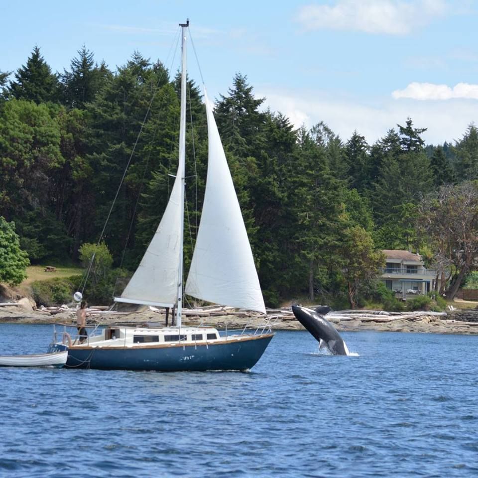 Happy long weekend Storytellers! Remember if you are out on the water this weekend to always #BeWhaleWise! Stay at least 200m away from all whales & if you #SeeABlowGoSlow! There are new regulations for Orcas in the Salish Sea: buff.ly/44FPDqZ 📷 Ashley #WhaleTales