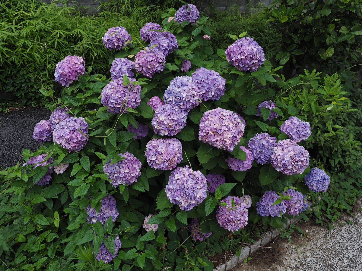 4年前に撮ったものですが、

紫陽花ってたくさん種類があって、
結構好きです。

そろそろ紫陽花の季節です。

#写真 #photography #photo #OM写真投稿 #散歩 #お写んぽ #花 #紫陽花 #いいねがもらえない写真をみんなで撮ろう