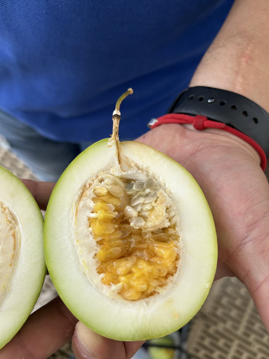 Fruit season is on 🤩! Morning visit to a local #passionfruit planting, checking for a potential new disease/disorder #plantdoctor #planthealth @NPDN @UFPlantPath @UF_IFAS @FDACSDPI @FSHS_Hort