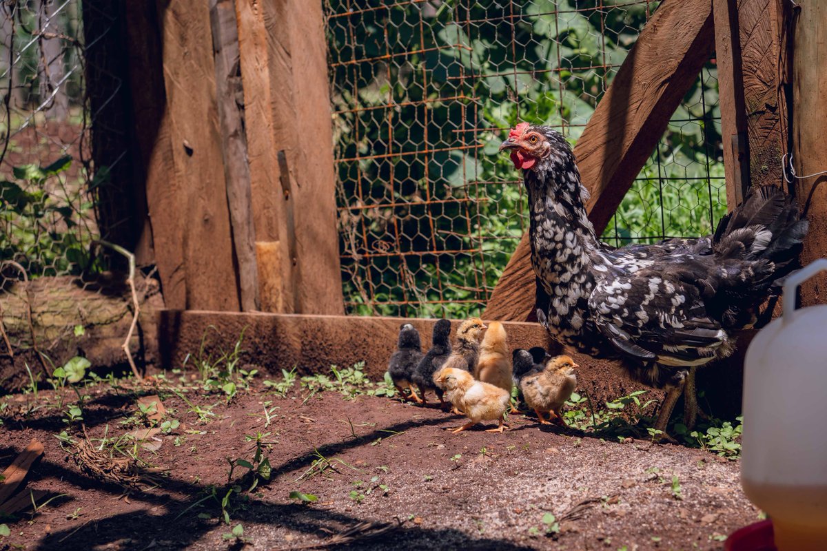 We also love to take care of our animals at the farm. Ukulima Ni Fun. #kenyanfarmer #weekend #doglover #germanshepherd #poultryfarming