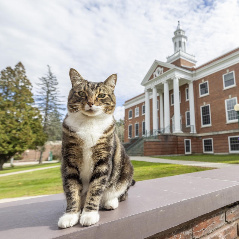 ABD'de Vermont Üniversitesi, okulun sevilen kedisi Max'a onursal diploma verdi.