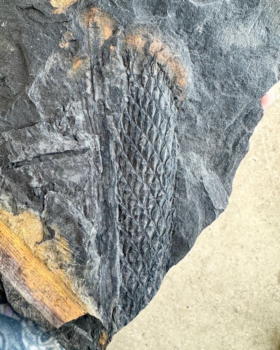 Here’s a goth Lepidodendron - a type of lycopod, similar to the Lepidodendron trunks you can find at Fossil Grove in Victoria Park, Glasgow. You can see this awesome 330 million year old fossilised forest in person at the next Open Day this Sunday (19th) from 12-4 🌱🖤