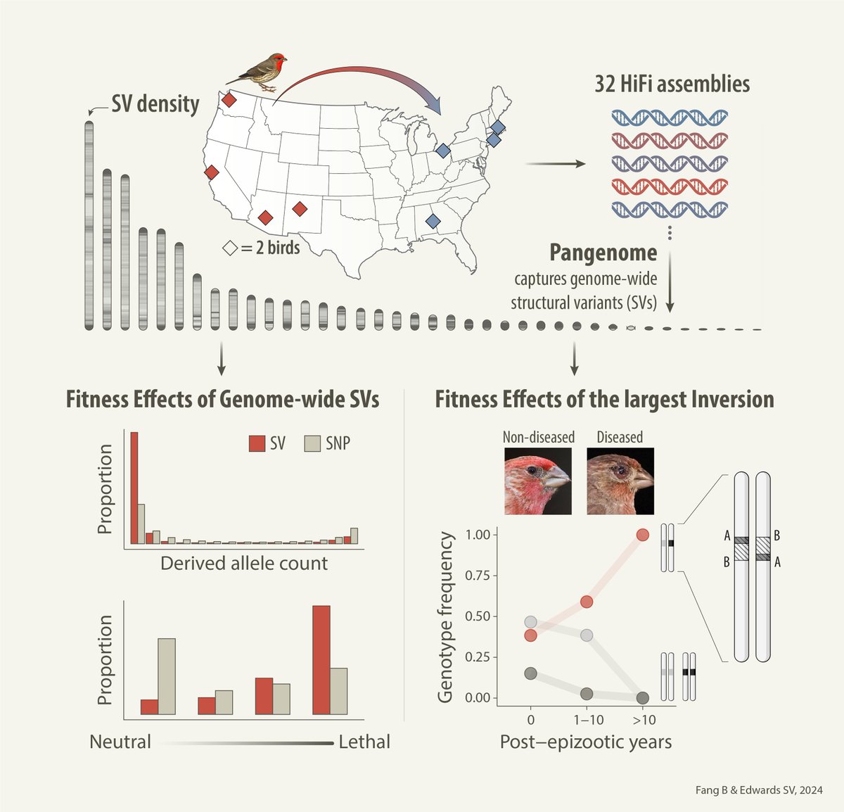 🧬Excited to share our preprint! @ScottVEdwards1 and I built a pangenome from 32 long-read genomes of House Finches to study the fitness impacts of structural variants and their role in adaptive evolution amid epizootic pressures. Check it out! #pangenome biorxiv.org/cgi/content/sh…