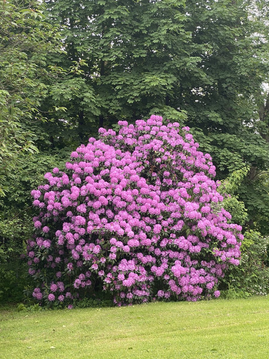 My Colossal Rhododendron is in full bloom! For context, it is approximately 15’ tall now and is almost 100 years old! #PAwx #wxtwitter
