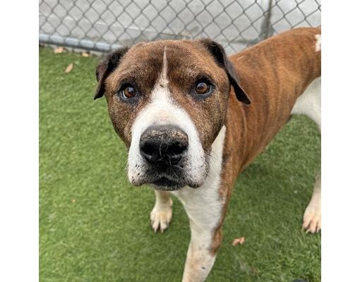 Major, a 12-year-old Pit Bull mix at a full shelter in #Gardena, #GA, needs a forever home, a foster home, or rescue adoptapet.com/pet/41322194-g… #URGENT #PitBull #seniordog #AdoptableDogofDay 🐶