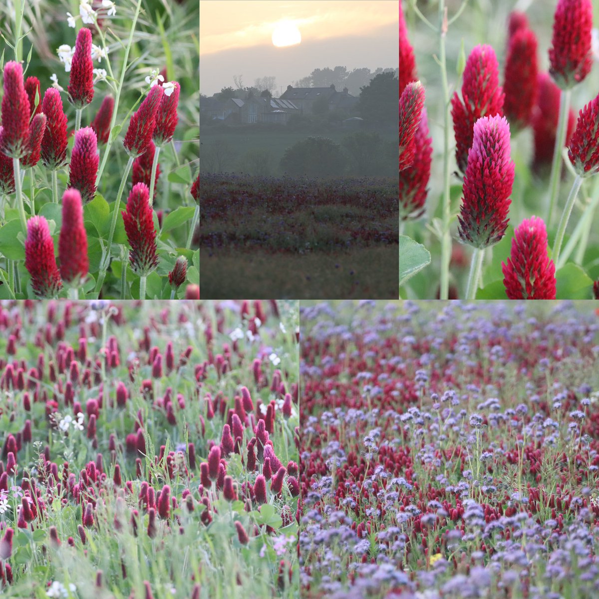 Love what the farmer who oversees our site has done with the fields at the entrance, planted an abundance of #trifolium #crimsonclover 😍