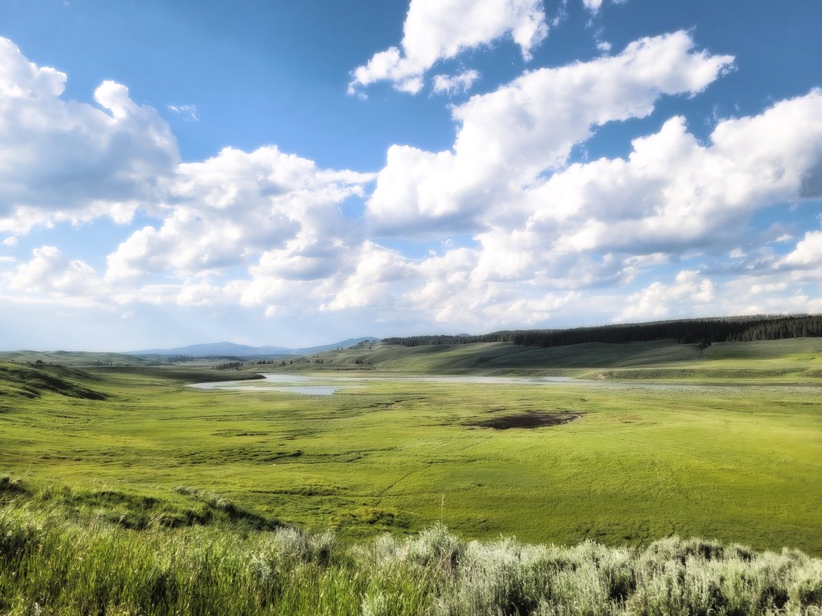 It'll be a while yet before spring blooms out in the northern and higher reaches of the world, but when it does, it is so gorgeous. Like in this July capture of a scene in Yellowstone's Hayden Valley, which I called 'Summer Dreaming'. 🙂☀️

#art #photography #landscape