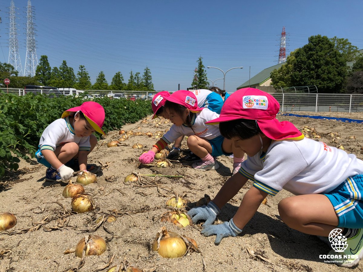 cocoas_kids's tweet photo. Field trip の一コマ

大曽根校��園児達があおいパークへ行き、玉ねぎ狩りを体験♪
玉ねぎが育つ様子を知らない園児も多く、畑を見ると驚いていました！
自分の手よりずっと大きな玉ねぎ��、目一杯の力を使わないと収穫できません💦
苦戦しつつ収穫した玉ねぎをもつ園児達の顔は笑顔に溢れていました！ https://t.co/EBKAaZOxHO