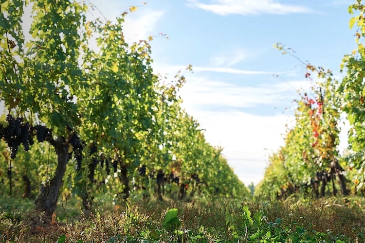 The Grower (@growernews) on Twitter photo Second time is a charm as Stratus Vineyards launches its first wine in re-used bottles. The Niagara-on-the-Lake vineyard is a pioneer in sustainability. <a href="/StratusWines/">Stratus Vineyards</a> <a href="/grapegrowersont/">Grape Growers of Ontario</a>
thegrower.org/news/stratus-v⦠Second time is a charm as Stratus Vineyards launches its first wine in re-used bottles. The Niagara-on-the-Lake vineyard is a pioneer in sustainability. <a href="/StratusWines/">Stratus Vineyards</a> <a href="/grapegrowersont/">Grape Growers of Ontario</a>
thegrower.org/news/stratus-vā¦
