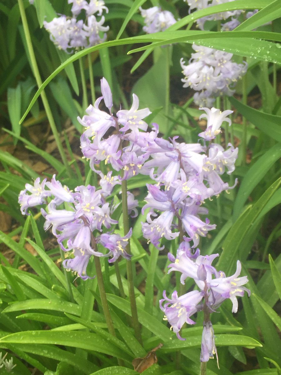 #educatorsONtherun #RWRunStreak Day 1633           A refreshing 3.4 miles (5.4 km) run in the drizzle to end the work week. Now it is the turn of the bluebells to add a touch of colour to the garden. #RunEveryDay
