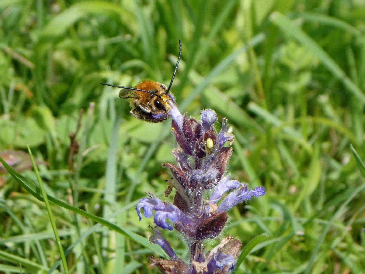 Male Long-horned Bee (Eucera longicornis) on Bugle at Caerwent, Monmouthshire today. It's always a pleasure to see these amazing bees.