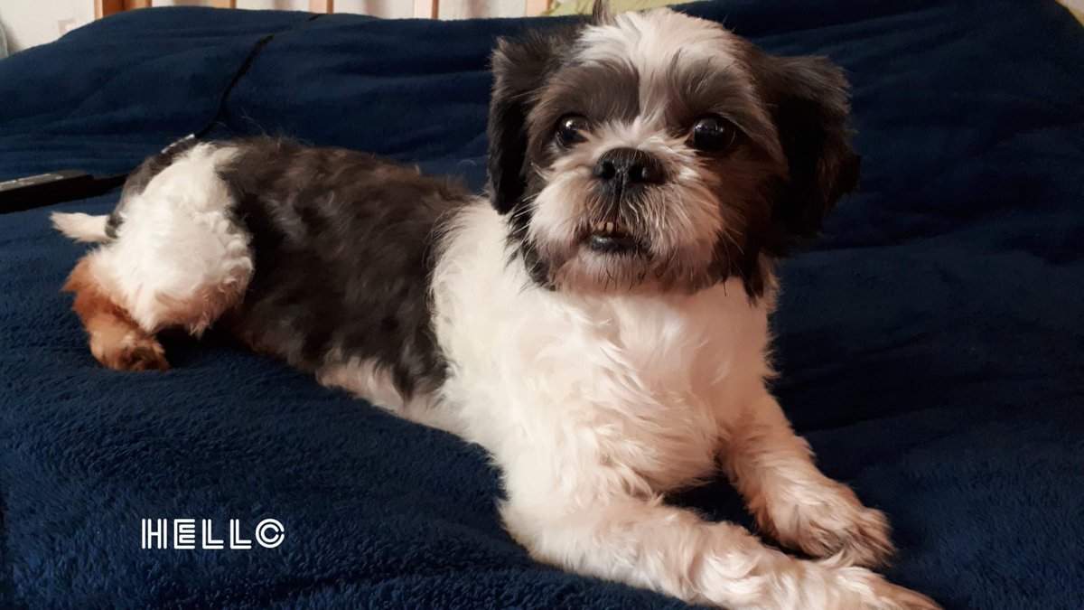 YadiraGuzman28's tweet photo. Feliz día del Shih Tzu 🤩
I 💙 🐶
#mypuppy #mydoggy #Mambito #Gracias #TeAmo🐶 https://t.co/cTQnH1E3Wt