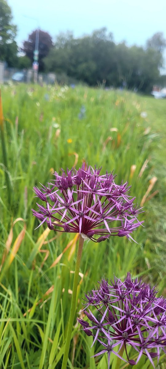 Today wherever you are, the Alliums have appeared. The flashy member of the onion family, also called Star of Persia. Réalt na Peirse (my translation).