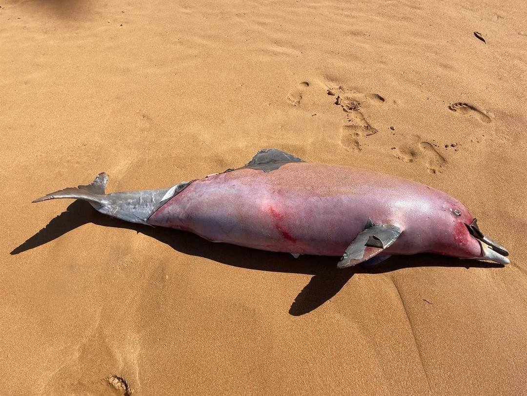 Golfinho é encontrado morto em praia na Serra [ leia.ag/a/B73C/i2355qg ] Ele foi encaminhado para a base do Instituto Orca, instituição de referência no atendimento aos encalhes de mamíferos marinhos na região, em Guarapari, para investigação da causa da morte