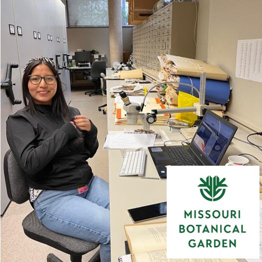 🌿 El Jardín Botánico de Missouri anuncia la convocatoria 2024 para Becas Internacionales en sistemática, ecología y conservación. 🌱 Aplica hasta el 31 de julio para visitar MBG y desarrollar tus proyectos! 📚✈️🌎 @mobotgarden Más información: tinyurl.com/29nhyy4t