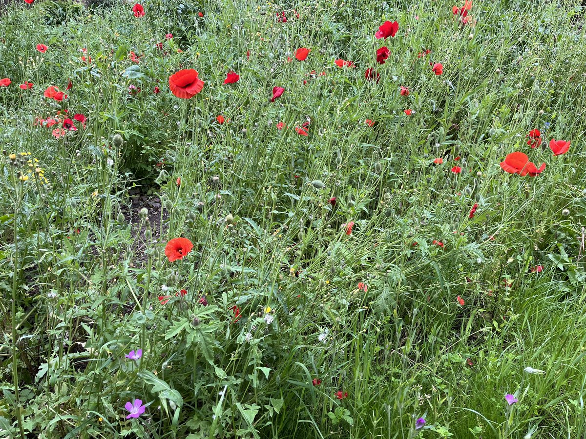 Parakeets, Poppies and Hops- a walk around Goldsmiths’ green spaces with @alexrhystaylor.