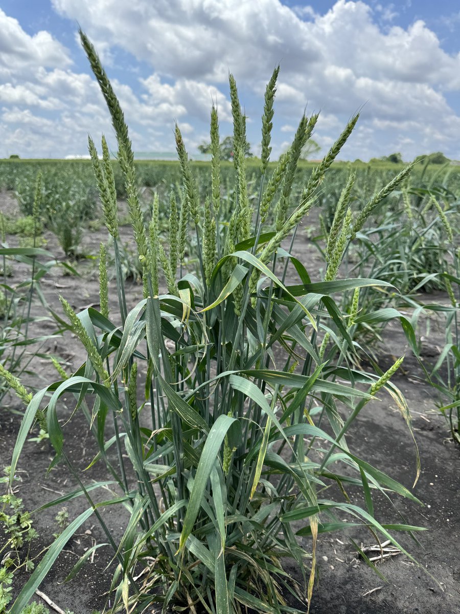 This F3 wheat plant, direct-seeded from a single seed in the fall, produced 39 heads! Our current speed breeding protocol generates F3:F4 seeds from a parental cross in just 1 year and 8 months. #plantbreeding