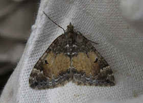 From Landguard, First Common Marbled Carpet of the year, a species that has declined here in recent times.