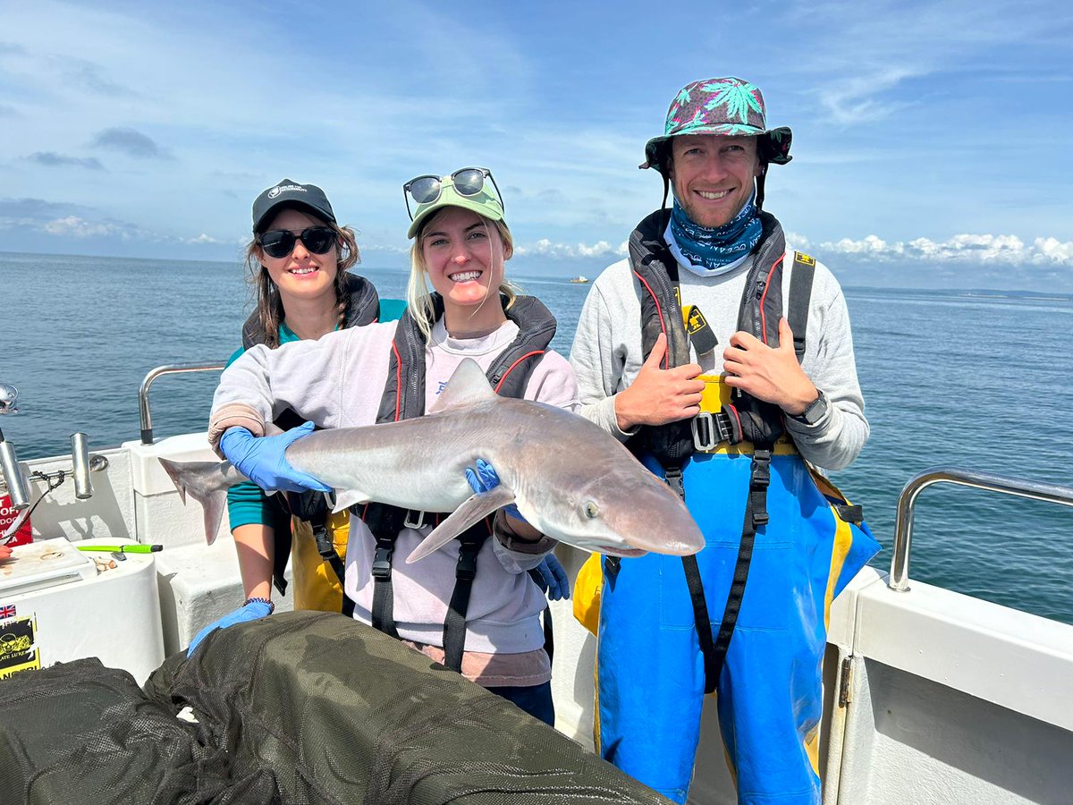 AHall_Marine's tweet image. What an incredible week we have had Elasmobranch tagging in Sussex! Amazing team work resulted in us tagging 25 tope and 2 rays across 3 days! 🦈

#AnglingforSustainability #FISP @DefraGovUK @aMER_MarineRes @PlymUni @AnglingTrust @NaturalEngland @SouthernIFCA