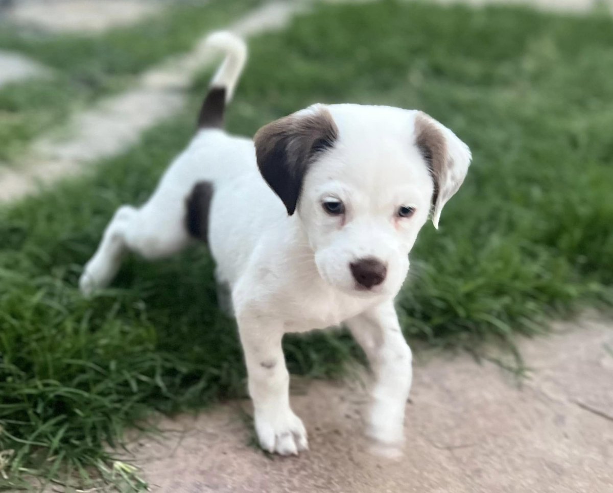 🤩 Accepting adoption applications for Toad NOW!! 🤩
Apply at shelterluv.com/matchme/adopt/…
Age: 7 weeks   Sex: male
Breed: Terrier Mix
Estimated adult weight: 40-60lbs
#adoptdontshop #adoptme #puppies #ittakesavillage #gratitude #donationswelcomed