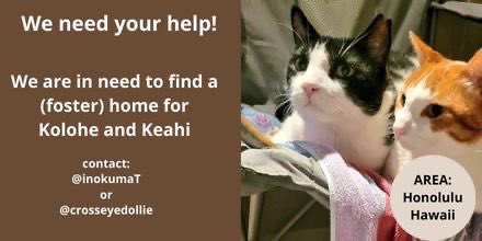 Dear #CatsOfTwitter #catsofX,
We are in need to find a good and loving home for our pals, brothers Kolohe &amp; Keahi <a href="/InokumaT/">Kolohe and Keahi 😻😻</a>. If you know someone who lives in the area of Honolulu, Hawaii and can help us to find a home, please contact us! 
#honolulu #hawaii #catsarefamily #ZSHQ