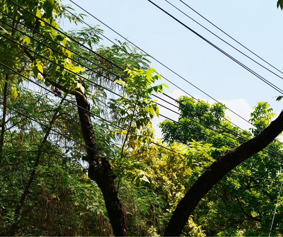 ❗West Point Grey Community Centre & Lord Byng Pool are closed due to power outages from trees on power lines. BC Hydro is onsite working to repair damages. Get progress updates via @bchydro ➡️ow.ly/p1K250RK7TC Or watch our social channels for re-opening information.