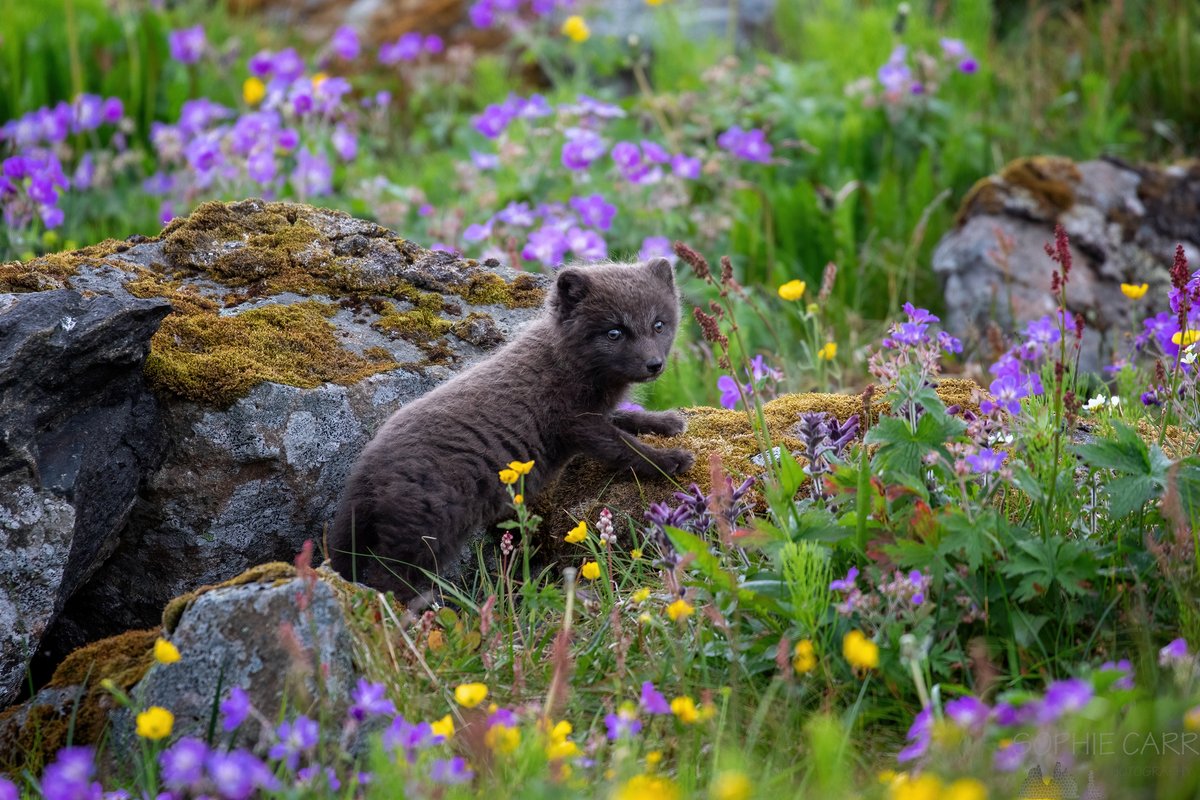 The weekend starts here! The dog is recovering well from his minor operation :) Here's another cute little Arctic fox cub, this time surrounded by wildflowers, not a nasty dead fish! Hornstrandir, Westfjords #Iceland July 2021.