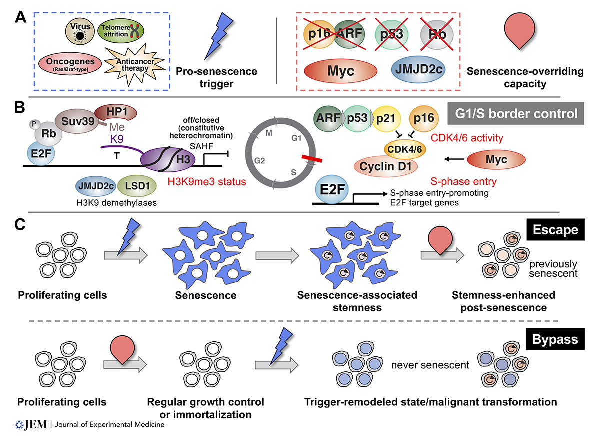 Cellular #senescence: Neither irreversible nor reversible. A review from Maurice Reimann, Soyoung Lee, and Clemens Schmitt: hubs.la/Q02x07Jc0 From our #Myeloid #StemCells and #Leukemia collection: hubs.la/Q02x08Lv0
