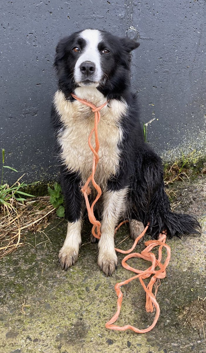 Lost dog visiting us north cork . 
Lovely placid Dog - probably lost due to storm yesterday. 
Doesn’t like my makeshift collar … 

Please share -
Thanks