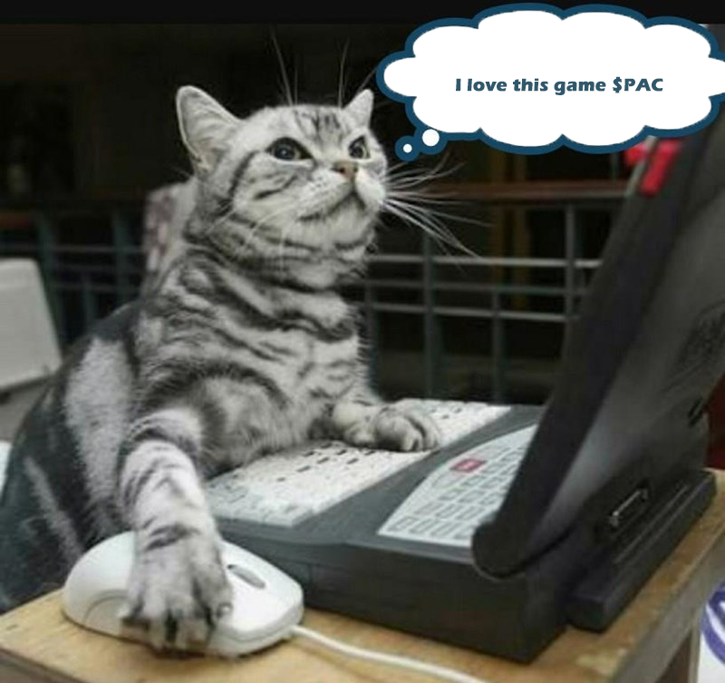 Pac Cat Coin tweet media