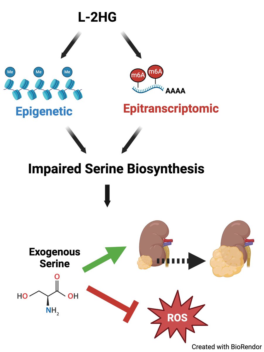 Read the latest @jclinicalinvest publication by our @UABUrology @ONealCancerUAB @SUNILSUDARSHAN4 lab presenting epigenome & epitranscriptome changes impacting metabolic vulnerability in #KidneyCancer #RCC 👇👇👇 jci.org/articles/view/…