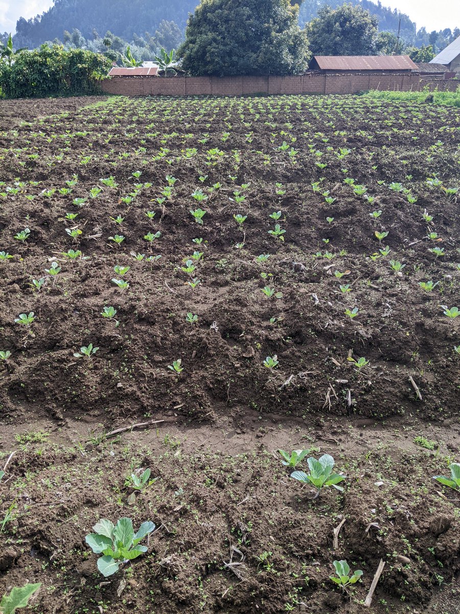 Cabbage farming. #Food_is_Power