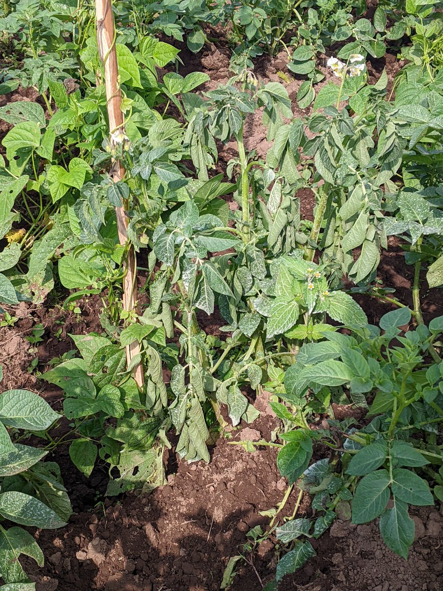 Bacterial wilt a big threat in potato farming. How do you control this at your farm. #Food_is_Power