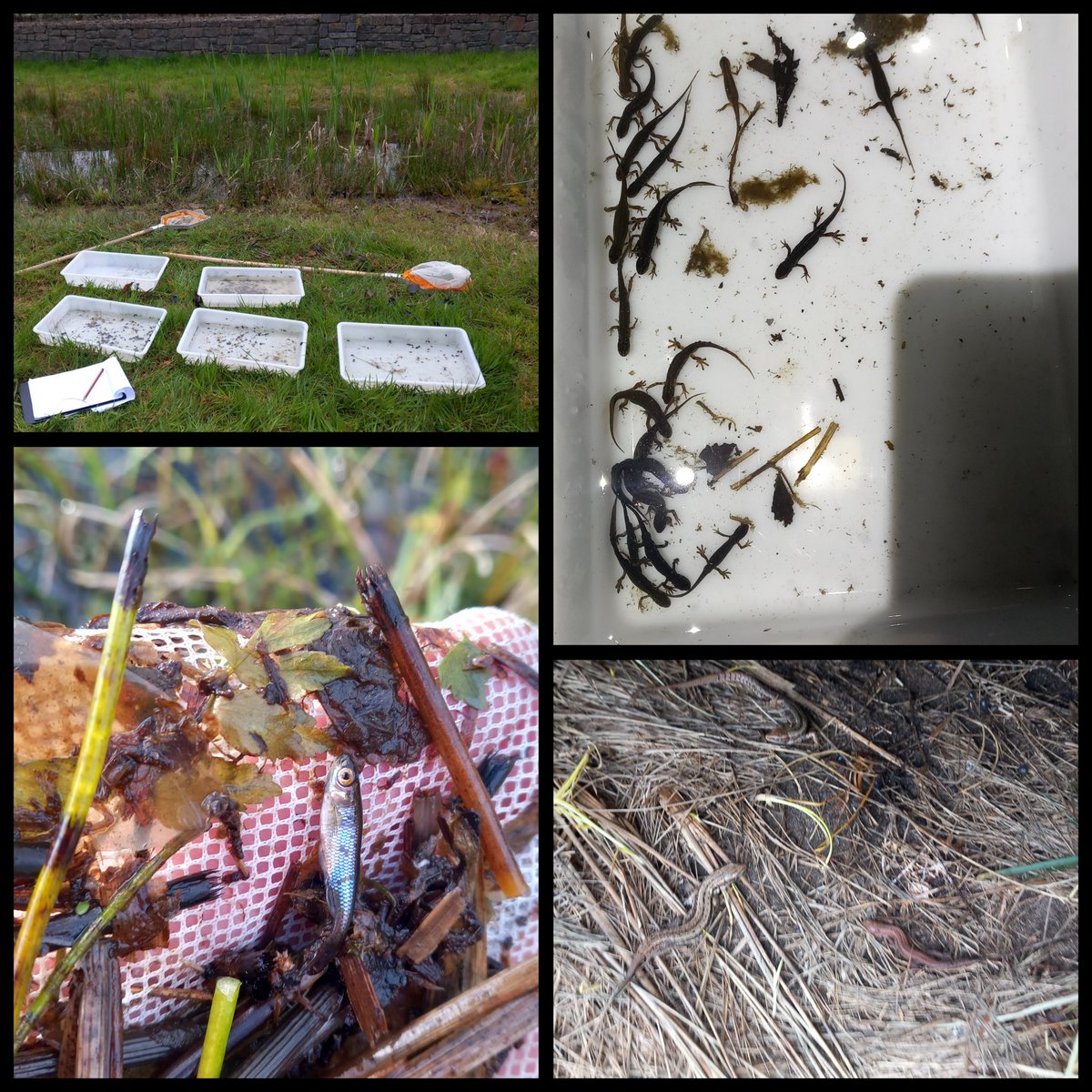 It's #NationalBiodiversityWeek24 and that means we'll be out and about assisting and leading events that promote our native species such as Bioblitz', Pond Dipping, and Pond Restoration Assessments. Some events will be advertised via Eventbrite 💚🐸🦎☘️🦎💚