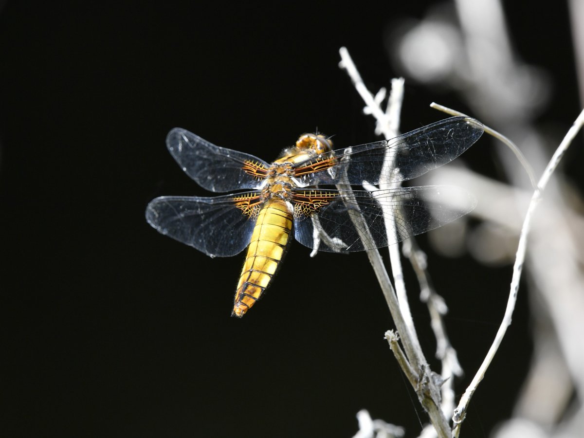 Broad-bodied Chaser along Chichester Canal late this afternoon. @SelseyBirder @BDSdragonflies #dragonfly #Nikon #D5