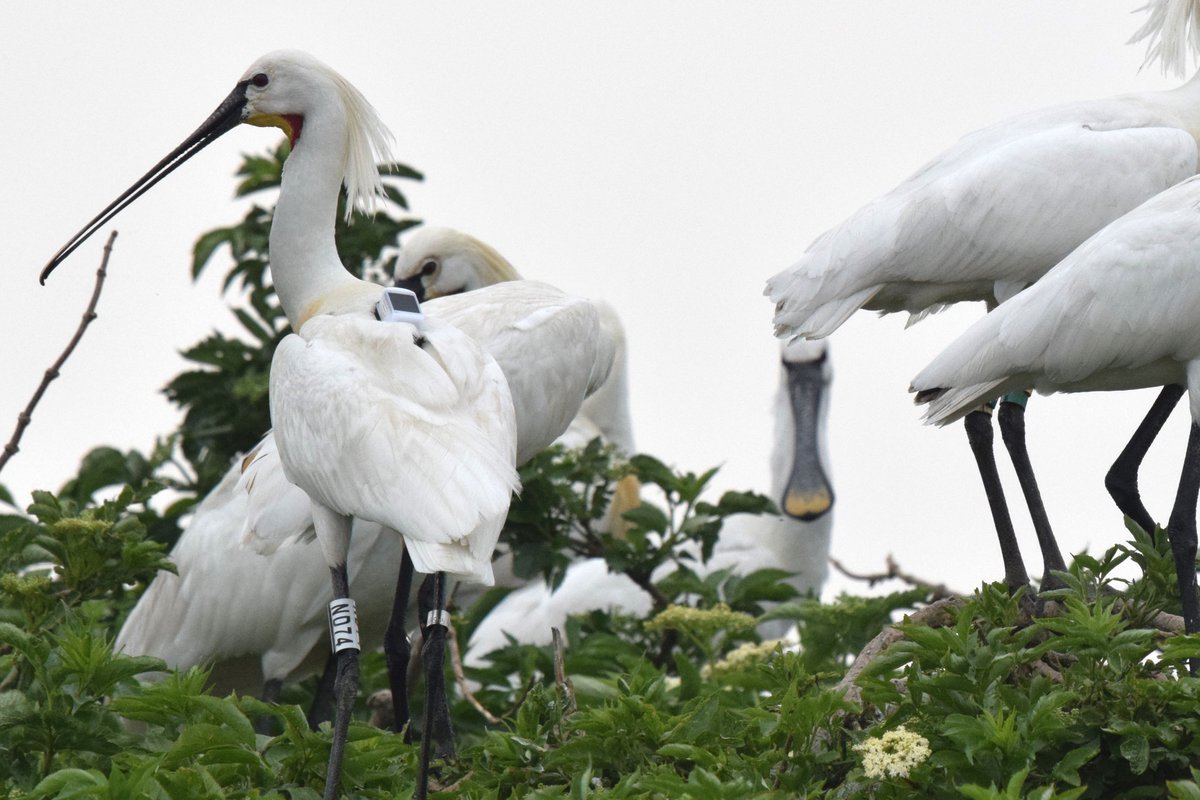 Toch nog even langs de lepelaar kolonie, Oostvaardersdiep. Super om te zien hoe hard de jongen groeien. En trots tussen de volwassen vogels onze gezenderde lepelaar. @Sovon @vogelnieuws @VroegeVogels @npnieuwland @Natuurmonument #lepelaar