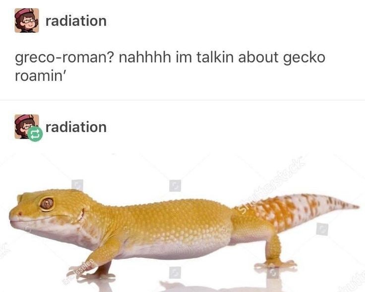 GeckosDaily_'s tweet image. 