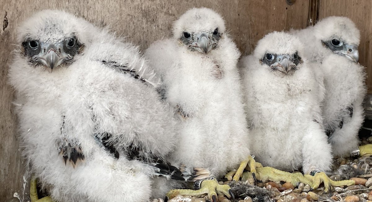 There's still time to vote to name the falcon chicks. We and our contest partners at @VeoliaWaterNY would like to thank all of the hundreds of students and teachers in Rockland and Westchester who came up with so many spectacular names. Well done! Vote➡️ on.ny.gov/3ynqJk4