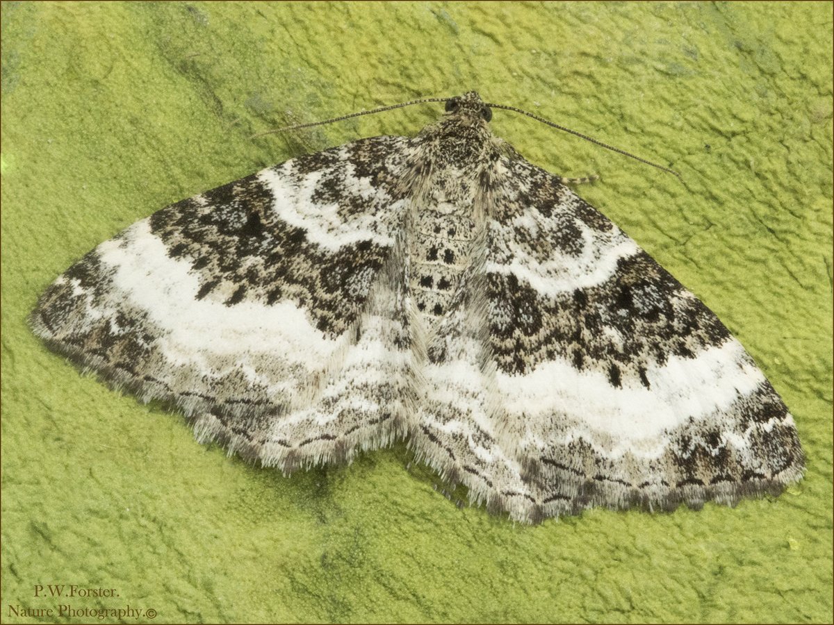 Common Carpet Guisborough @teesbirds1 @WhitbyNats @BritishMoths @ynuorg @clevelandbirds @teeswildlife @DurhamBirdClub @YWT_North @YorksWildlife @insectweek @InsectsUnlocked @TheLepSoc @RoyEntSoc @BC_Yorkshire @BritishMoths @EntsocAmerica