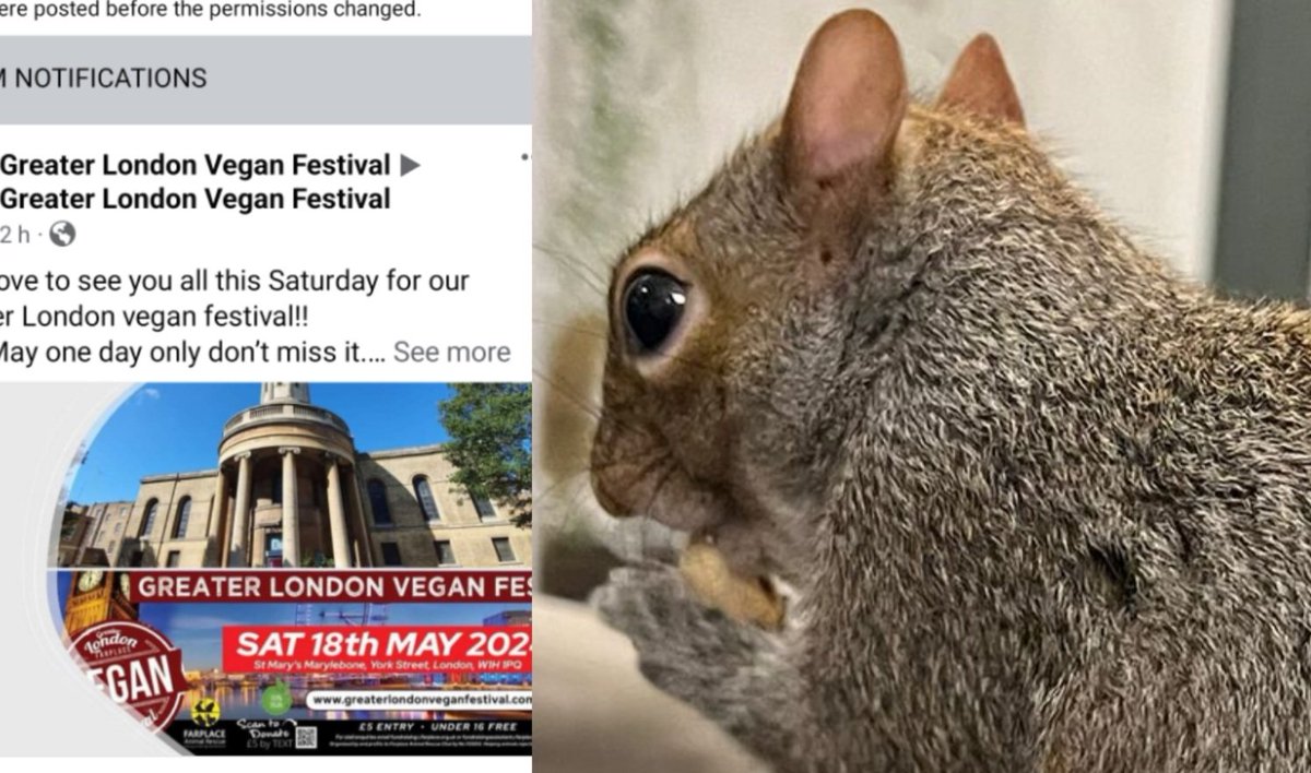 GREY SQUIRRELS AT THE GREATER LONDON VEGAN FESTIVAL! ❤️🐿 Urban Squirrels have a stall at this event, and Natalia is giving a talk at midday on the subject of 'The Myth of the Evil Grey Squirrel'. Come and support us if you can!