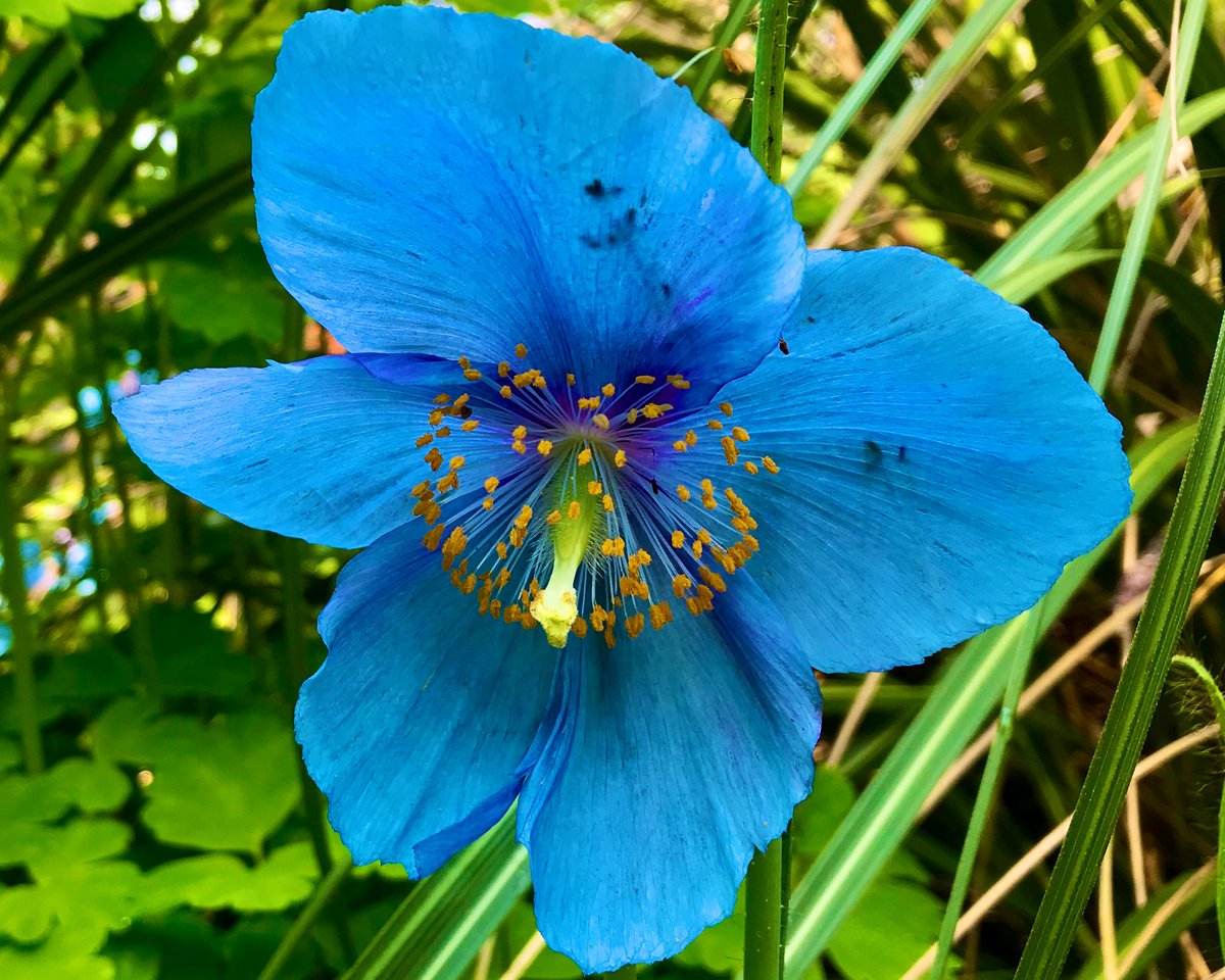 🎶 Hey Hey Hey… What A Beautiful Day 🌞 The bluest of blues… The Himalayan Poppy 🩵💕 Another glorious day in Inverness #ThePhotoHour #FlowersOnFriday #ScottishHighlands