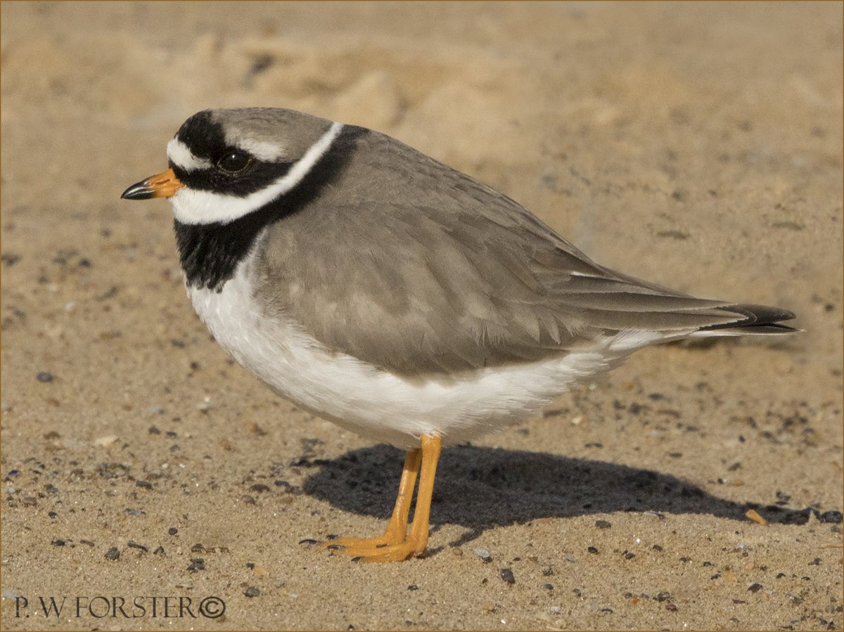 Ringed Plover Redcar in better lighting @teesbirds1 @WhitbyNats @clevelandbirds @teeswildlife @DurhamBirdClub @TeesmouthNNR @RSPBSaltholme @YWT_North @YorksWildlife @NTBirdClub @WildlifeMag @ShorebirdsDay @WaderStudy @ForWaders @NTBirdClub