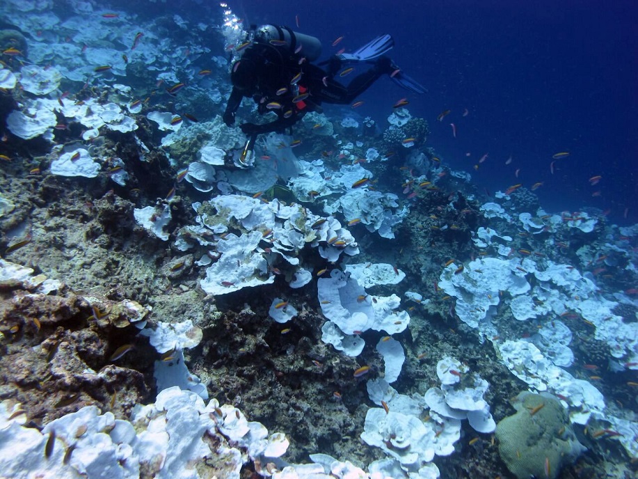NOAA Coral Program (@noaacoral) on Twitter photo If you missed <a href="/ICRI_Coral_Reef/">ICRI Secretariat</a>’s webinar on the status of the 4th Global Bleaching event last week, you can catch up by watching the recorded session. Visit the following link to access this webinar and many others:
icriforum.org/forcoral-webin…
#ForCoral If you missed <a href="/ICRI_Coral_Reef/">ICRI Secretariat</a>’s webinar on the status of the 4th Global Bleaching event last week, you can catch up by watching the recorded session. Visit the following link to access this webinar and many others:
icriforum.org/forcoral-webin…
#ForCoral