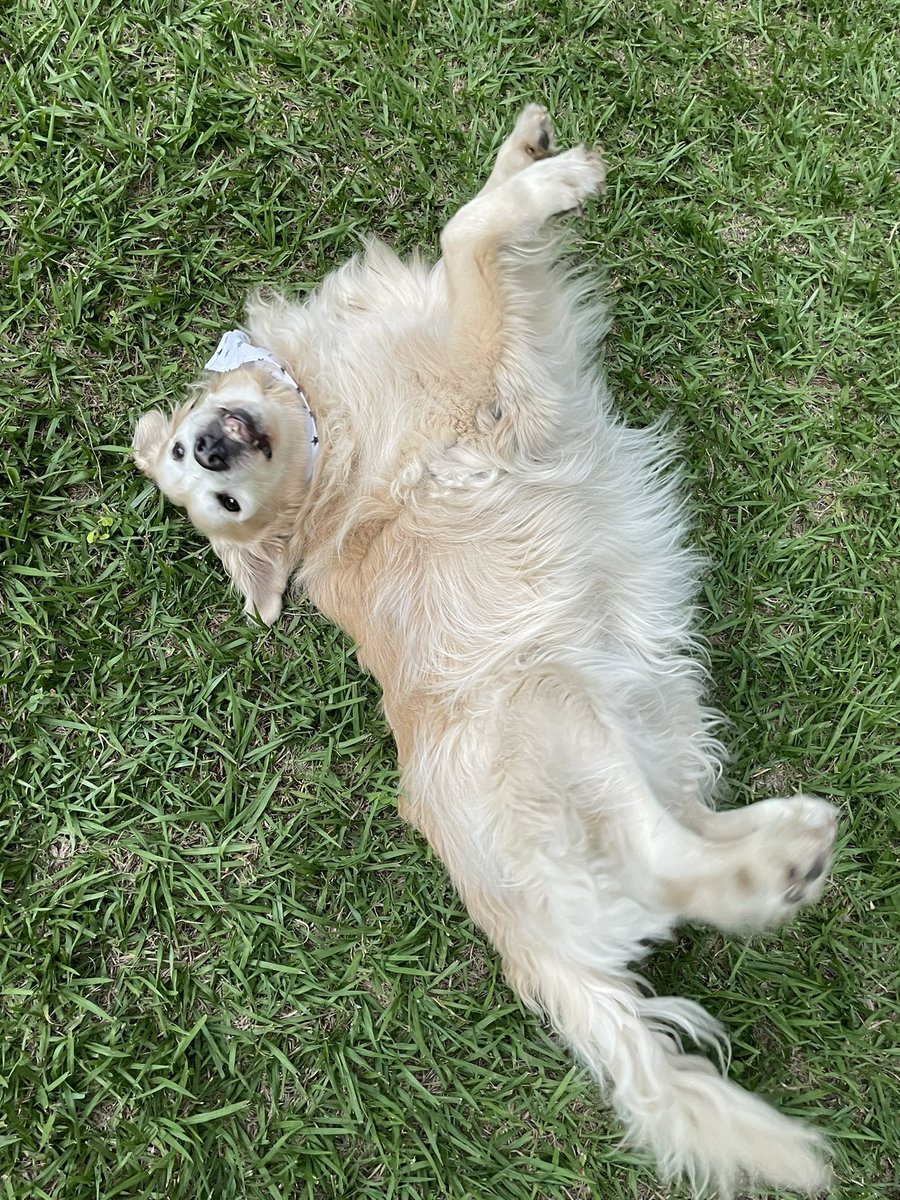 @GoldretrieverUS Today is #FluffyButtFriday and Perlita knows it 🤣😆 🧡💛