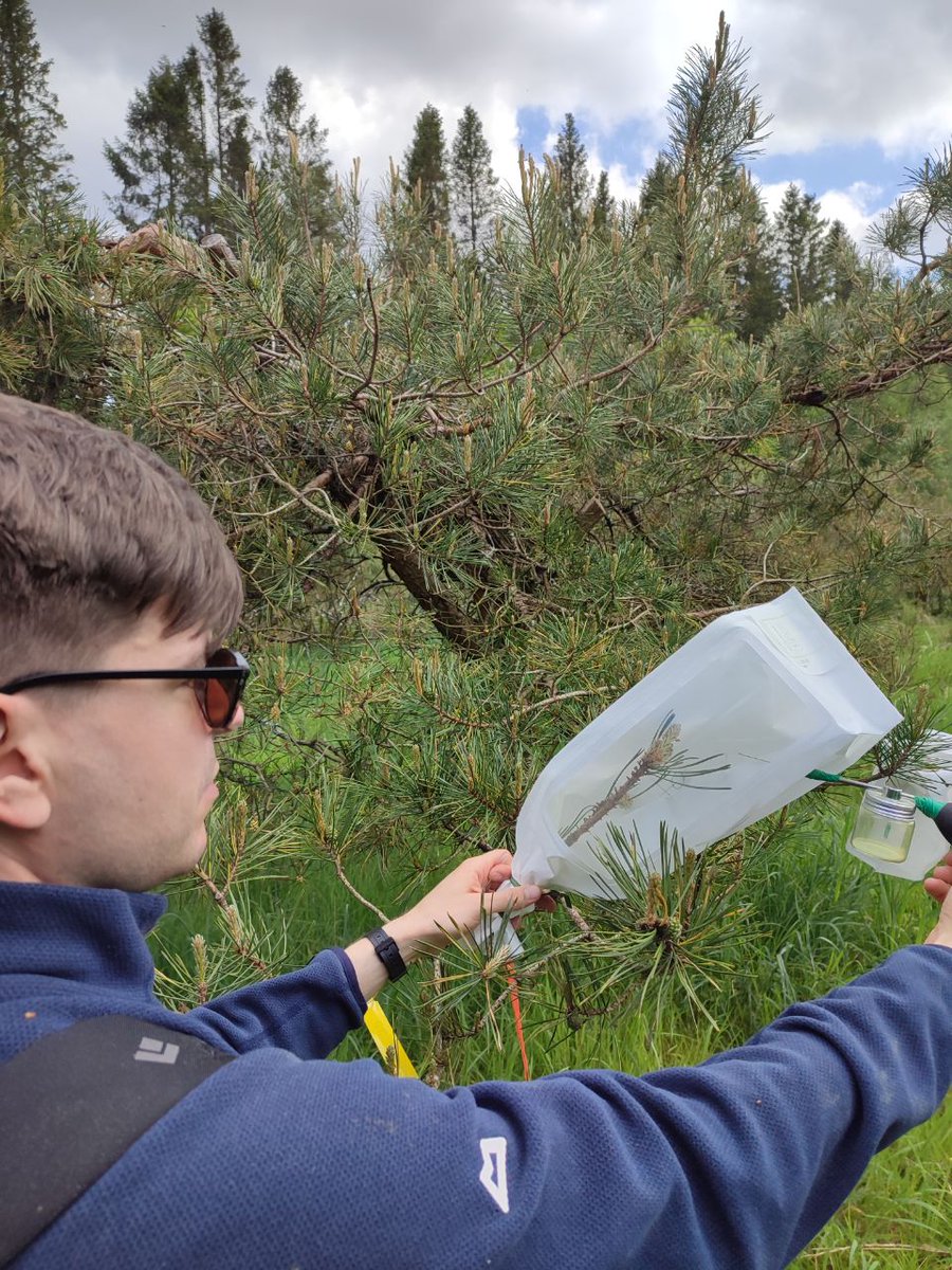 Richard Whittet (@treevolecol) on Twitter photo Controlled (polymix) pollination of Scots pine - very efficient this year in <a href="/ForestryEngland/">Forestry England</a>'s well managed seed orchard <a href="/ForestProtectUK/">Centre for Forest Protection</a> (though it's only about 50 metres into England) Controlled (polymix) pollination of Scots pine - very efficient this year in <a href="/ForestryEngland/">Forestry England</a>'s well managed seed orchard <a href="/ForestProtectUK/">Centre for Forest Protection</a> (though it's only about 50 metres into England)